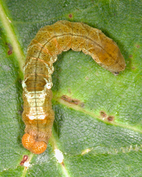 Pseudothyatira cymatophoroides