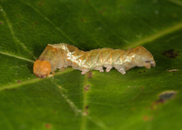 Pseudothyatira cymatophoroides