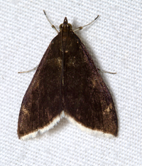 Pyrausta niveicilialis