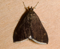 Pyrausta niveicilialis