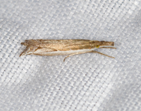 Raphiptera argillaceellus