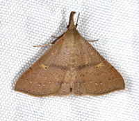 Renia salusalis-fraternalis