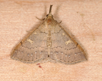 Renia salusalis-fraternalis