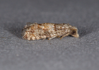 Rhyacionia frustrana