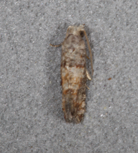 Rhyacionia frustrana