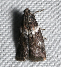 Salebriaria rufimaculatella