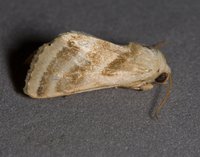 Schinia trifascia