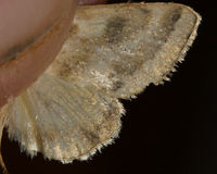 Schinia trifascia