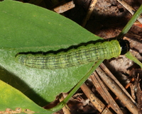 Sciota subcaesiella