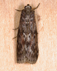 Sciota virgatella