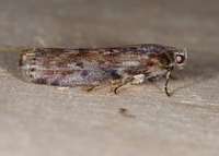 Sciota virgatella