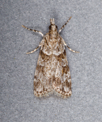 Scoparia basalis