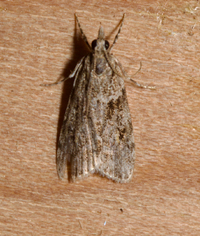 Scoparia biplagialis