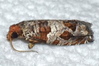 Sonia unidentified species