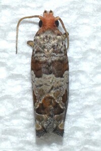 Sonia unidentified species