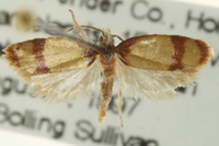 Sparganothis sullivani
