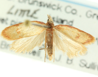 Sparganothis sullivani