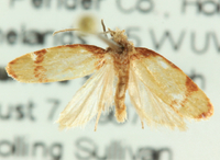 Sparganothis sullivani