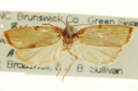 Sparganothis taracana