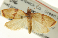 Sparganothis taracana