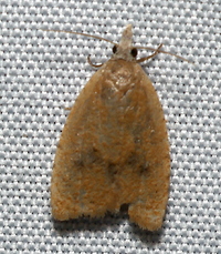 Sparganothoides lentiginosana