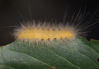 Spilosoma virginica