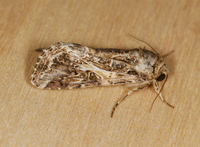 Spodoptera ornithogalli