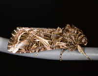 Spodoptera ornithogalli