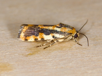 Spragueia leo
