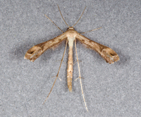 Stenoptilodes taprobanes