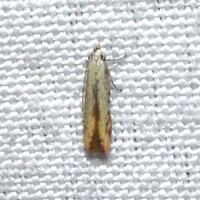Stereomita andropogonis
