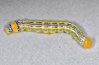 Symmerista leucitys
