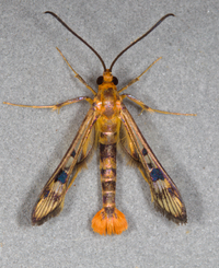Synanthedon acerni