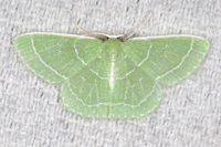 Synchlora aerata