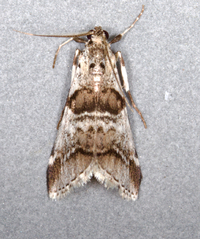 Tallula atrifascialis