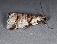 Tallula atrifascialis