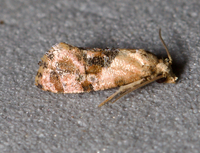 Thyraylia hollandana