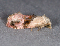 Thyraylia hollandana