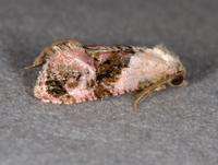 Thyraylia hollandana