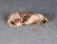 Thyraylia hollandana