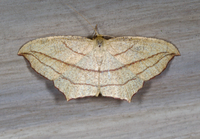 Timandra amaturaria