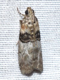 Tlascala reductella