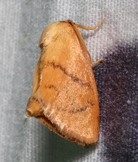 Tortricidia flexuosa of authors