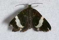 Trichodezia albovittata