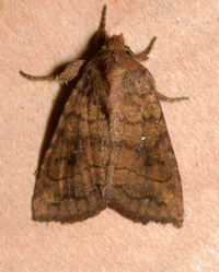 Tricholita signata