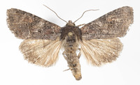 Trichordestra beanii