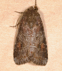 Trichordestra legitima