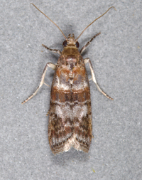 Ulophora groteii