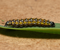 Uresiphita reversalis