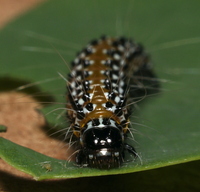 Uresiphita reversalis